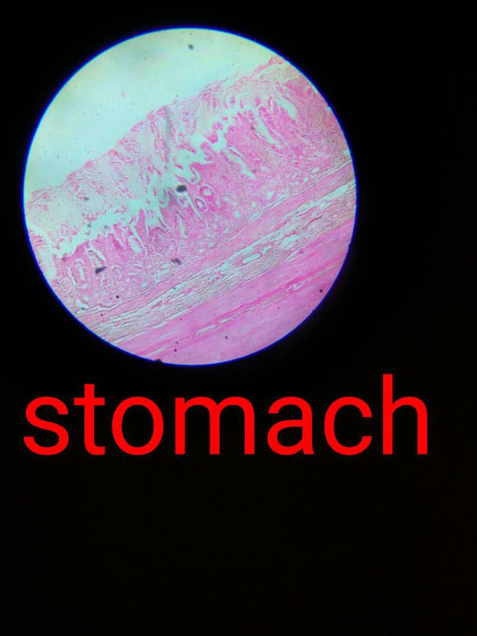 histology