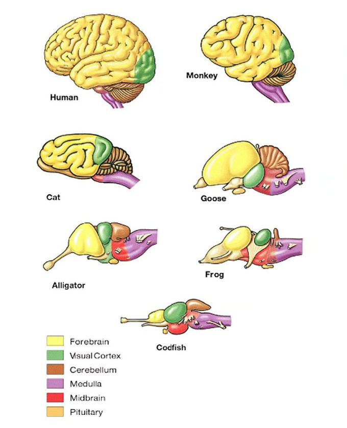 Brain and Vertebrae- Comparative Anatomy