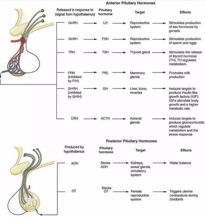 Pituitary Gland