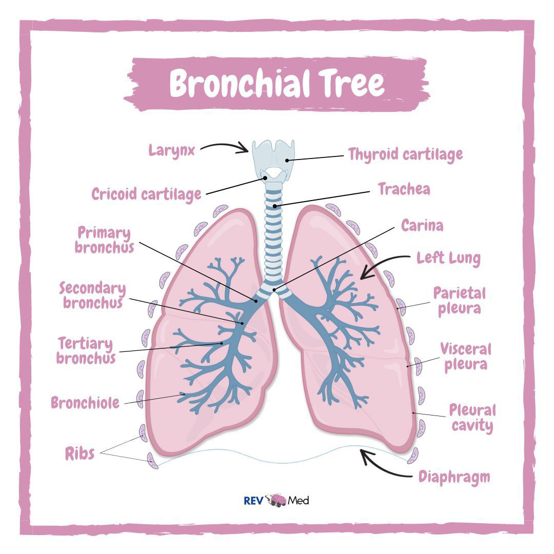 Bronchial Tree Anatomy Labeled