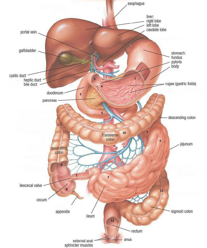 Digestive system!