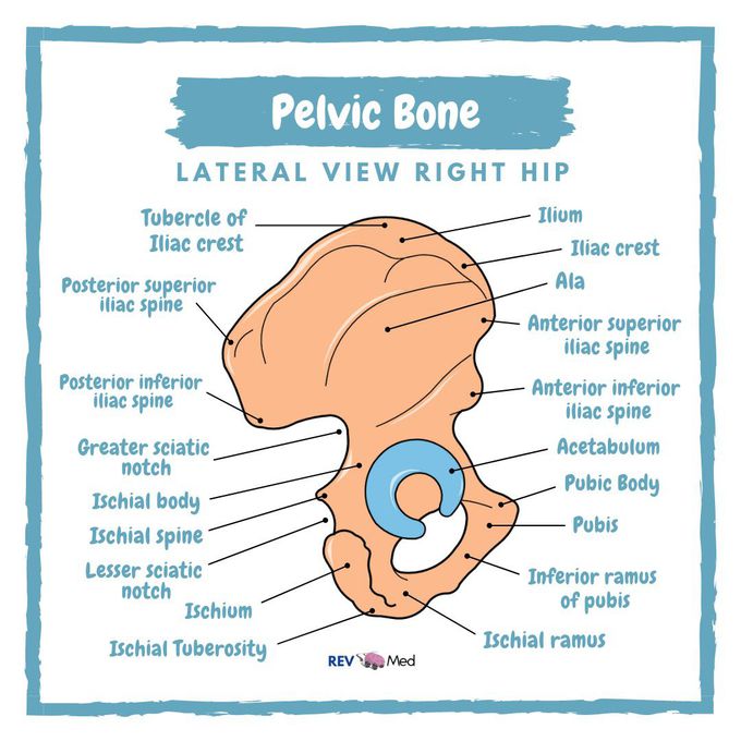 Pelvic Bone