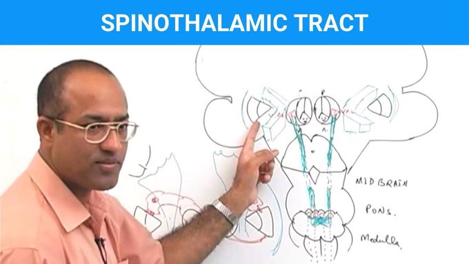 Spinothalamic Tract - Ascending Tracts - Neuroanatomy