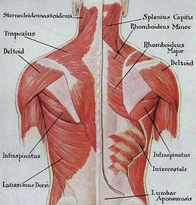 Muscles of the Back