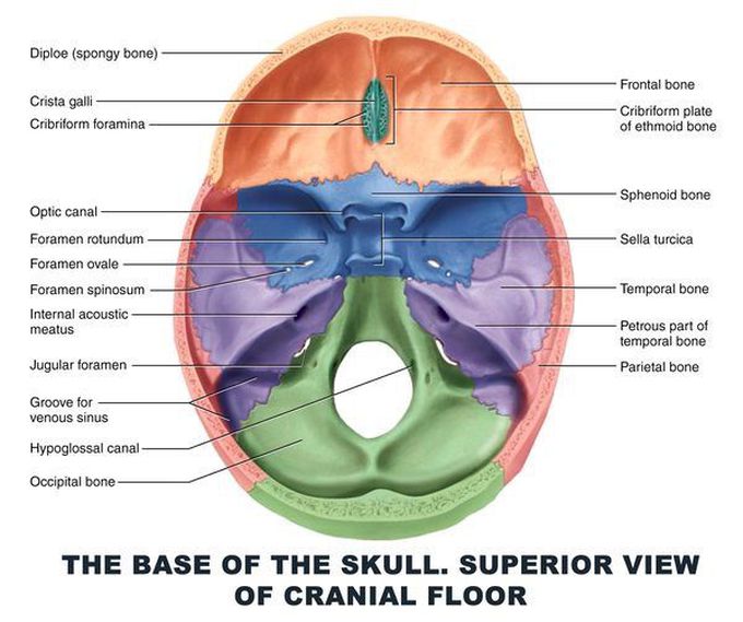 Neuroanatomy head