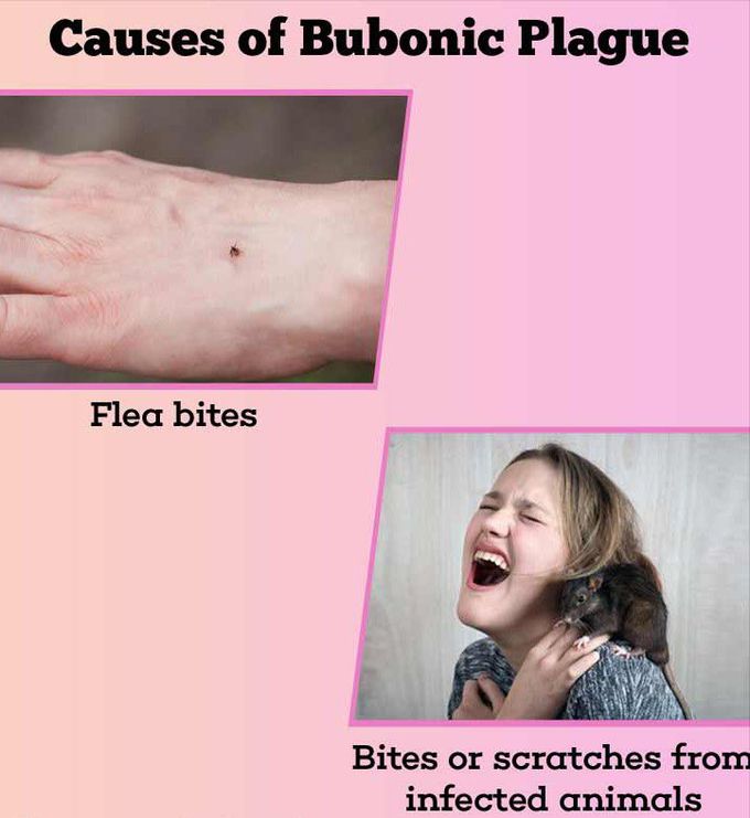 Cause of Bubonic plague