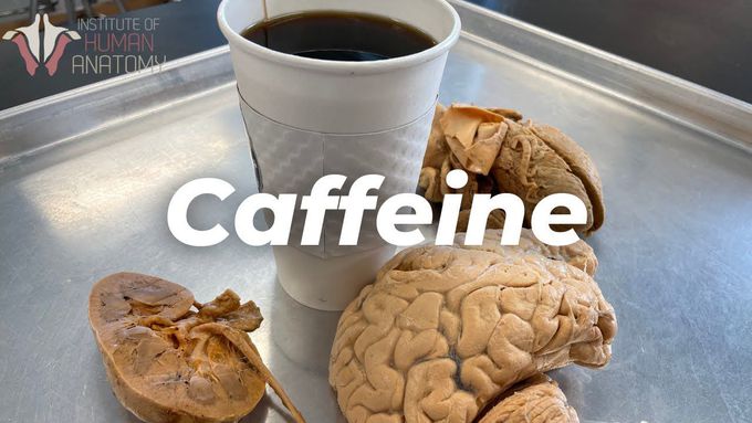 How Caffeine affects the Body?
