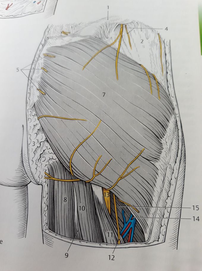 Today's lesson: Regio glutaealis