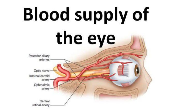 Blood supply of eye.