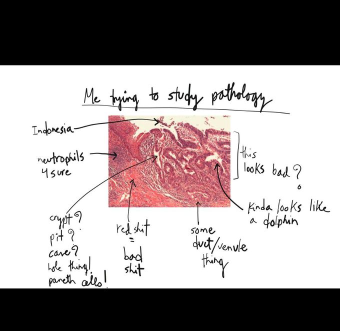 Pathology meme