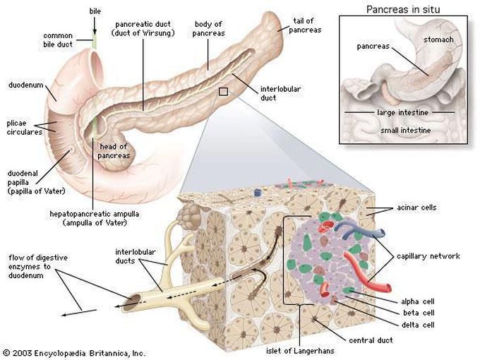 Anatomy of the Pancreas