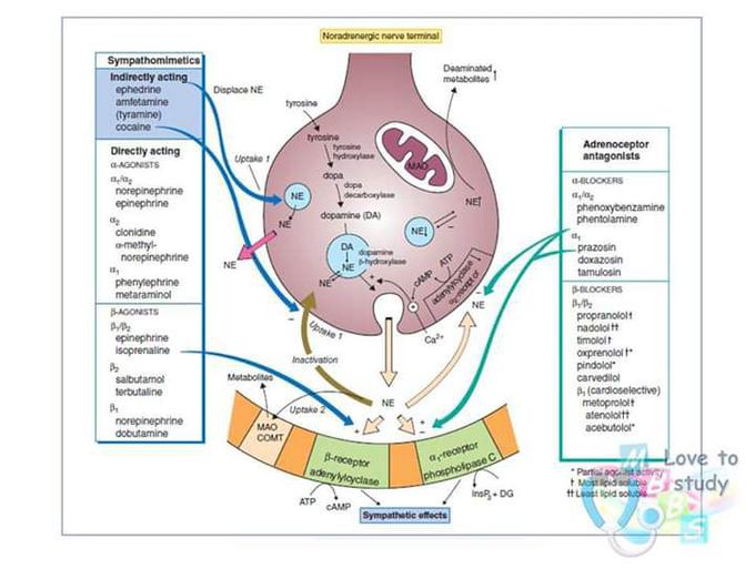 Pharmacology