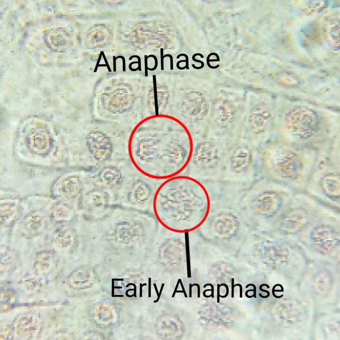 Phases observation in mitosis