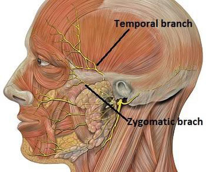 Nerve supply of orbicularis oculi