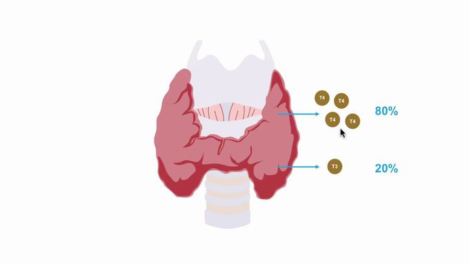 Thyroid hormone production- A quick recap