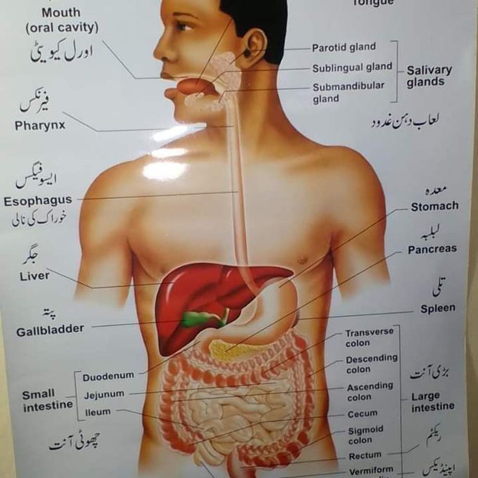 جسم کا اجمالی خاکہ
