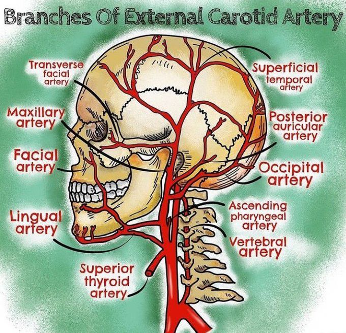 External carotid artery