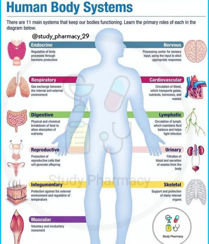 Human Body Systems Medizzy