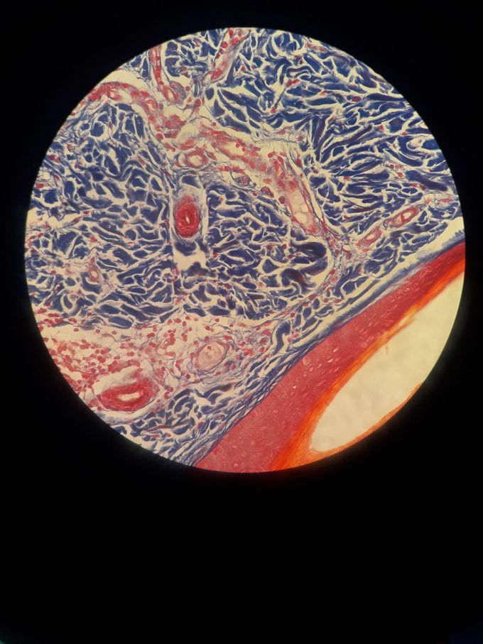 Histology - Glands