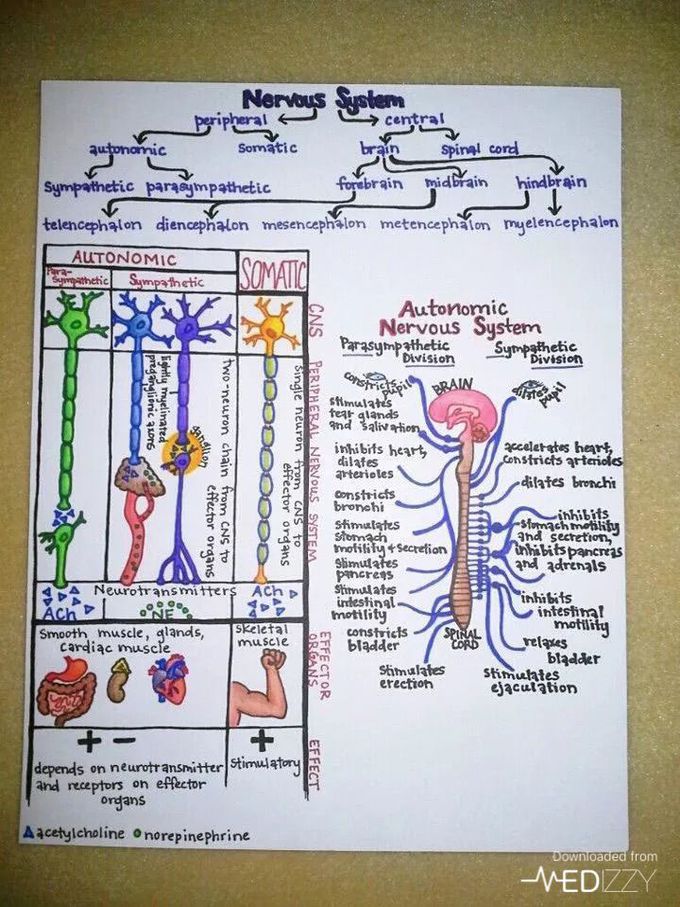 Nervous system