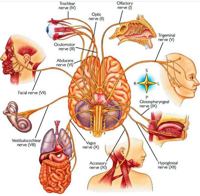 Cranial nerver