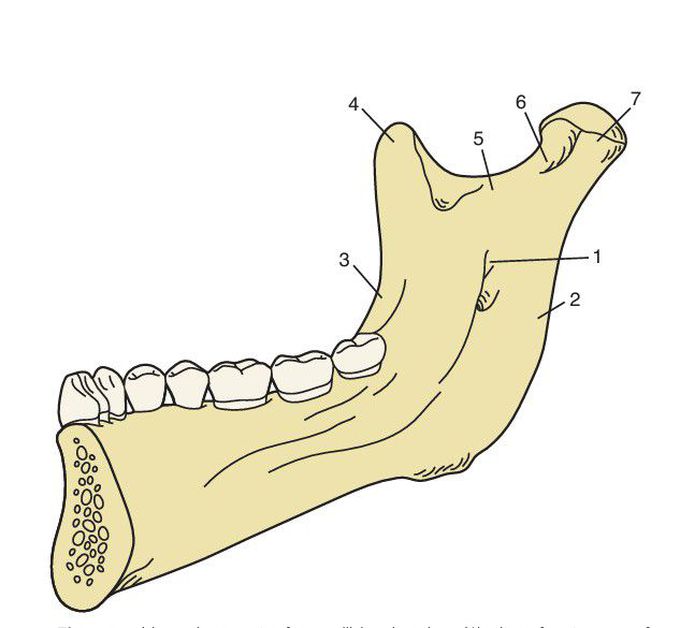 Mandible