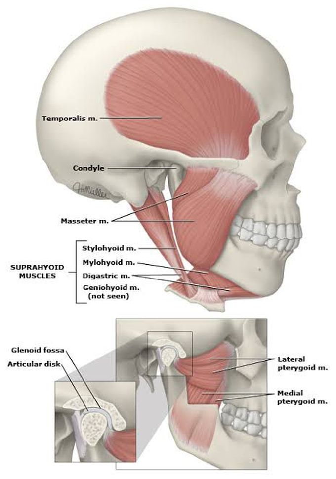 Muscles of TMJ