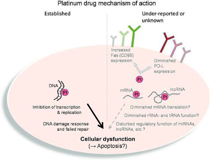 Platinum drugs mechanism of action