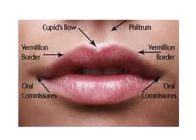 Lips Morphology