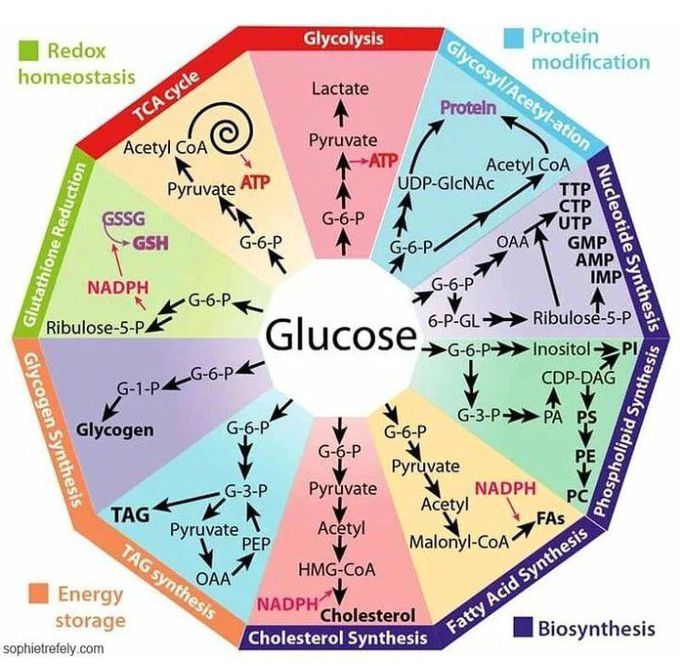 Glucose Pathways