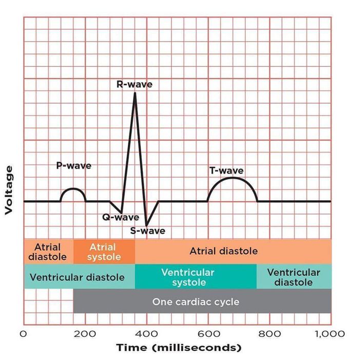 Components of ECG