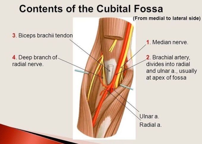 Contents of Cubital Fossa