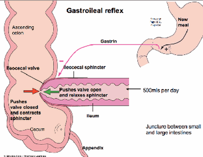 Gastroileal Reflex