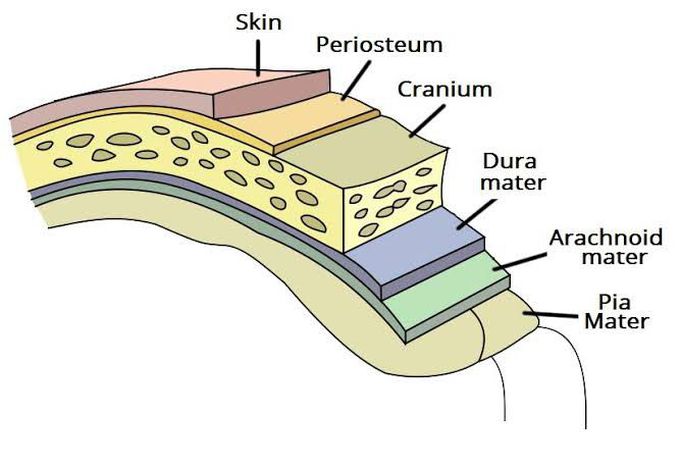 Functions of meninges