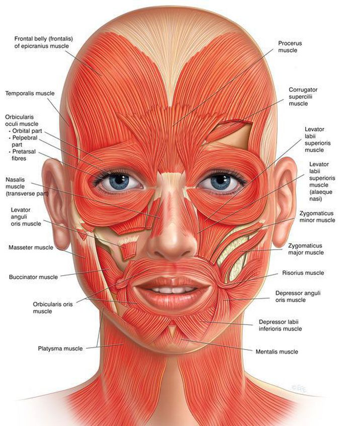 Muscles of head.