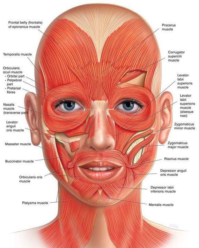 Muscles of head. - MEDizzy