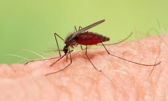 Female Anopheles Mosquito