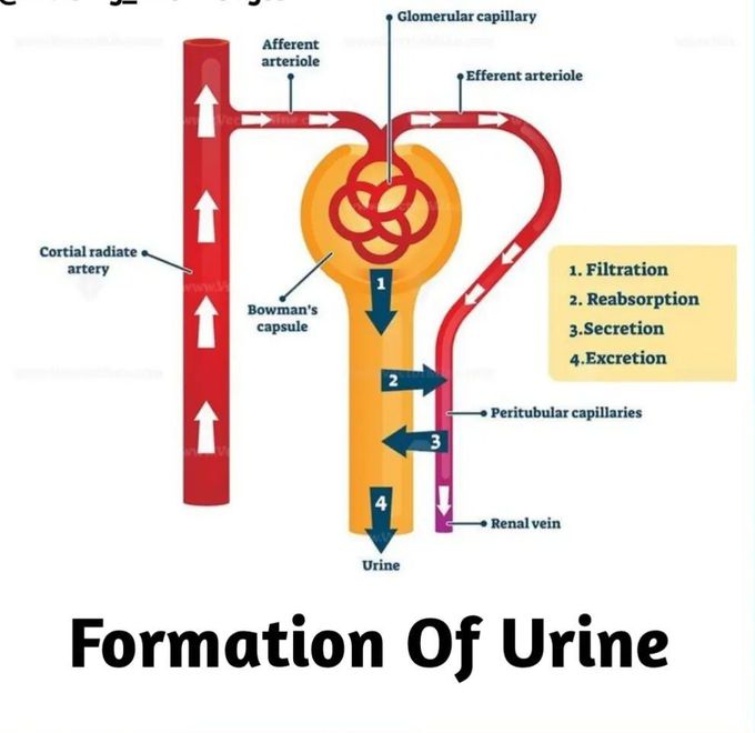 Urine Formation