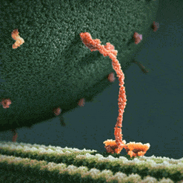 Kinesin transporting a vesicle along a microtubule