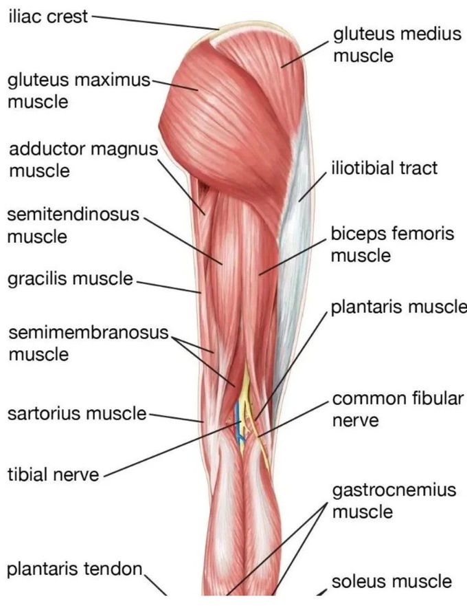 Lower Limb Anatomy