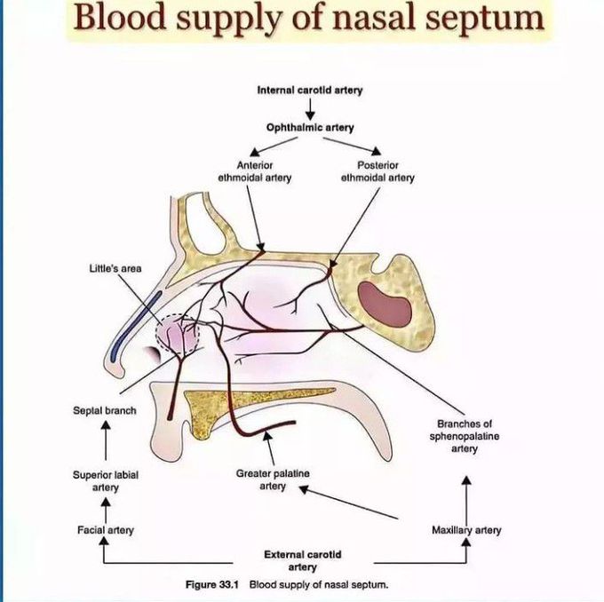 Blood Supply of Nasal Septum