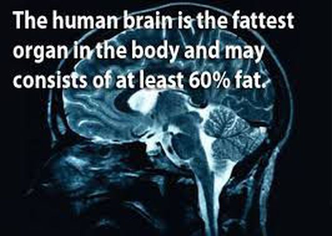 Human brain