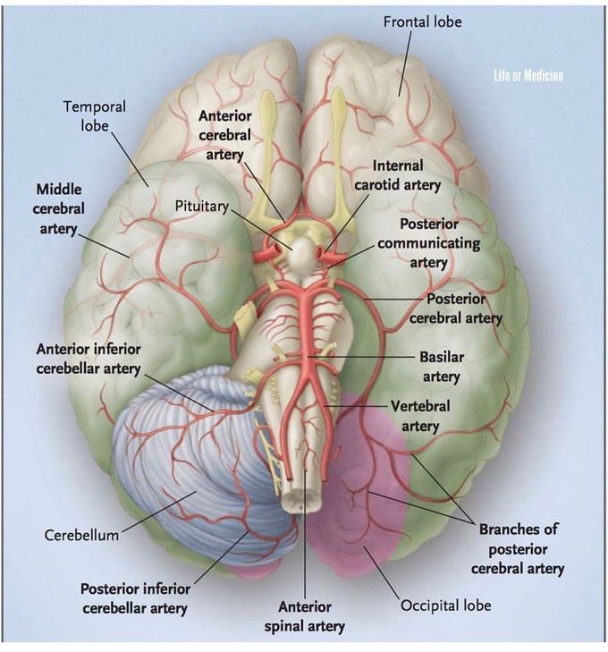 Arterial blood supply of the human brain 🧠