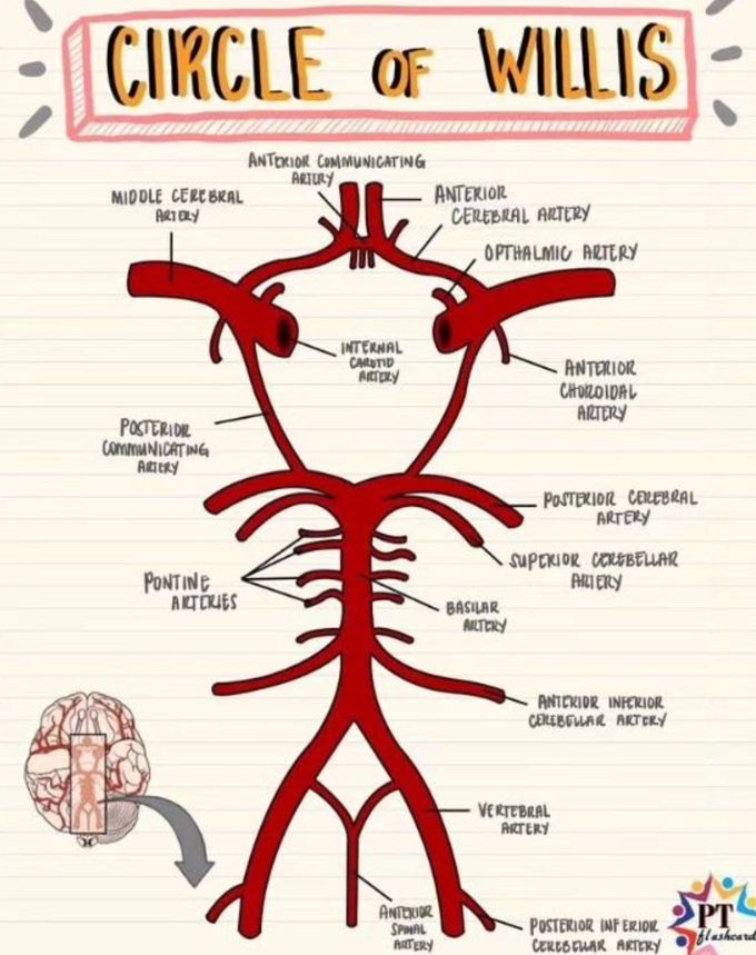 Circle of Willis