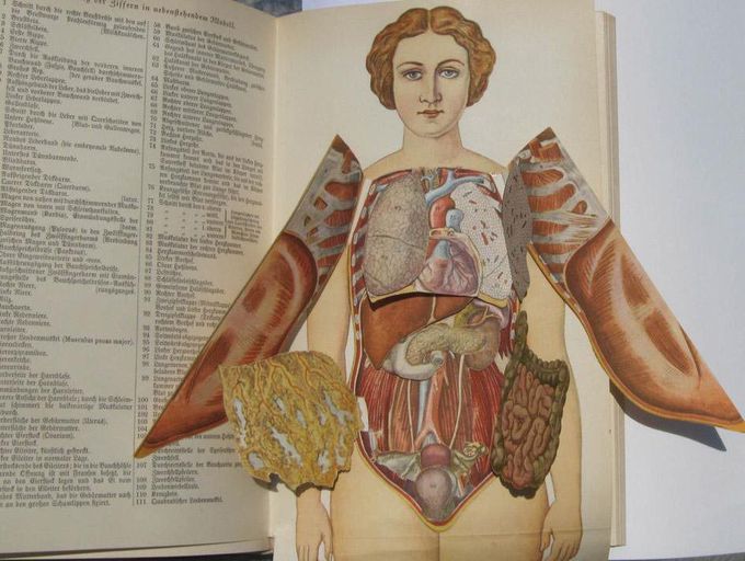 Human Dissection Illustrated in Anatomical