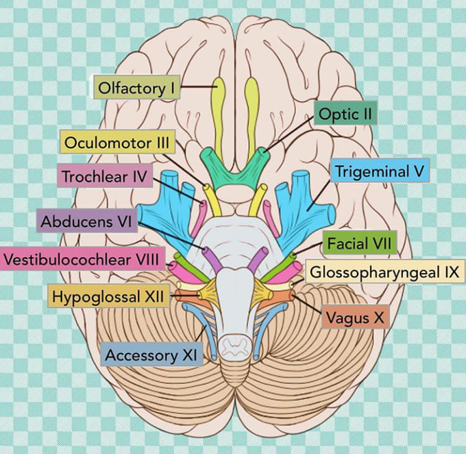 CNS 🎀