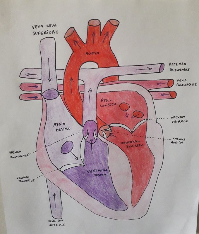 Heart drawing