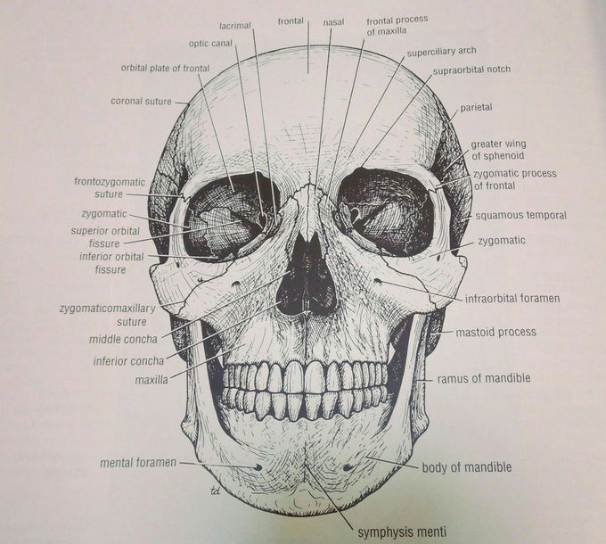 Bones of the anterior aspect of the skull