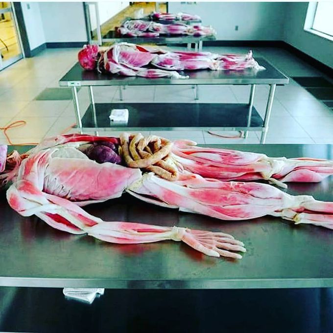 Artificial human bodies for dissection