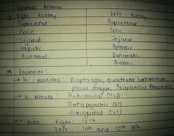 Realtions of kidney
